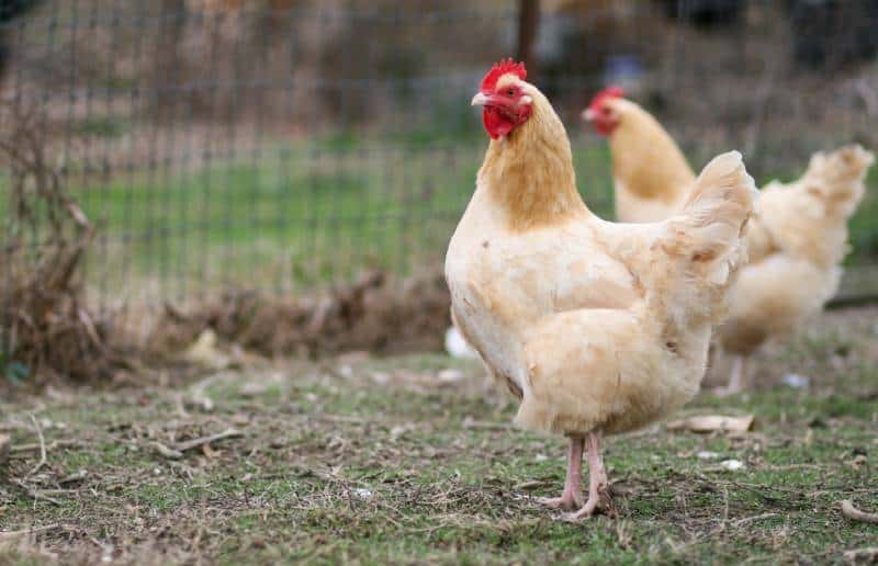 Buff Orpington Chickens