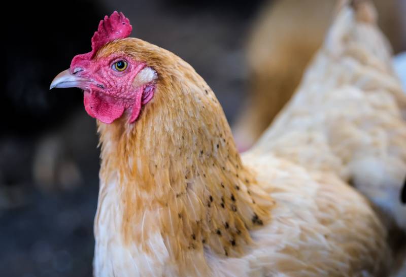 Buff Orpington Rooster close up