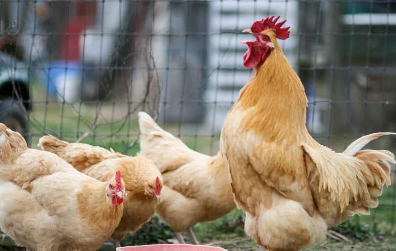 Buff Orpington Chickens