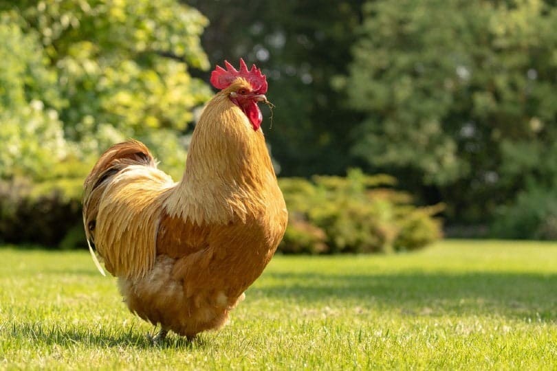 Buff Orpington cockerel