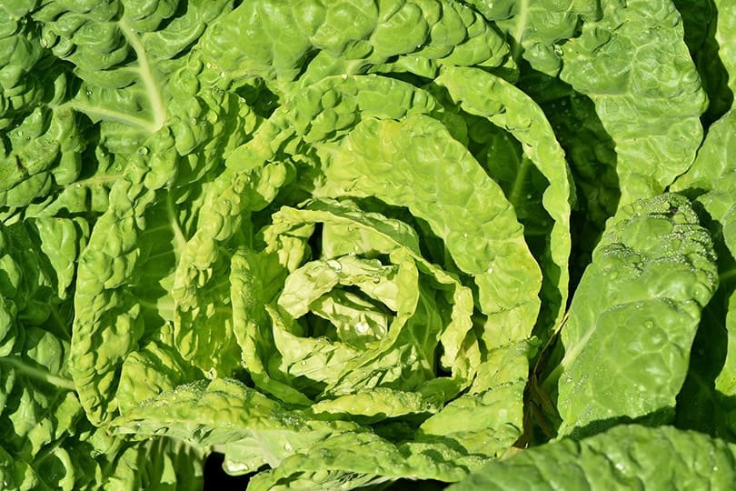 Cabbage
