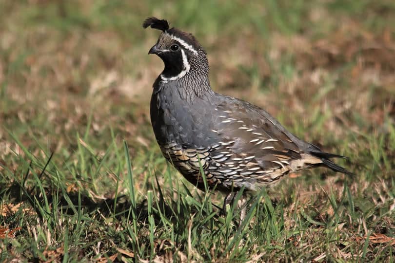 California Valley Quail walking on grass