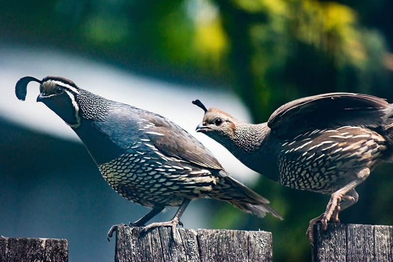 California Valley Quails on fence