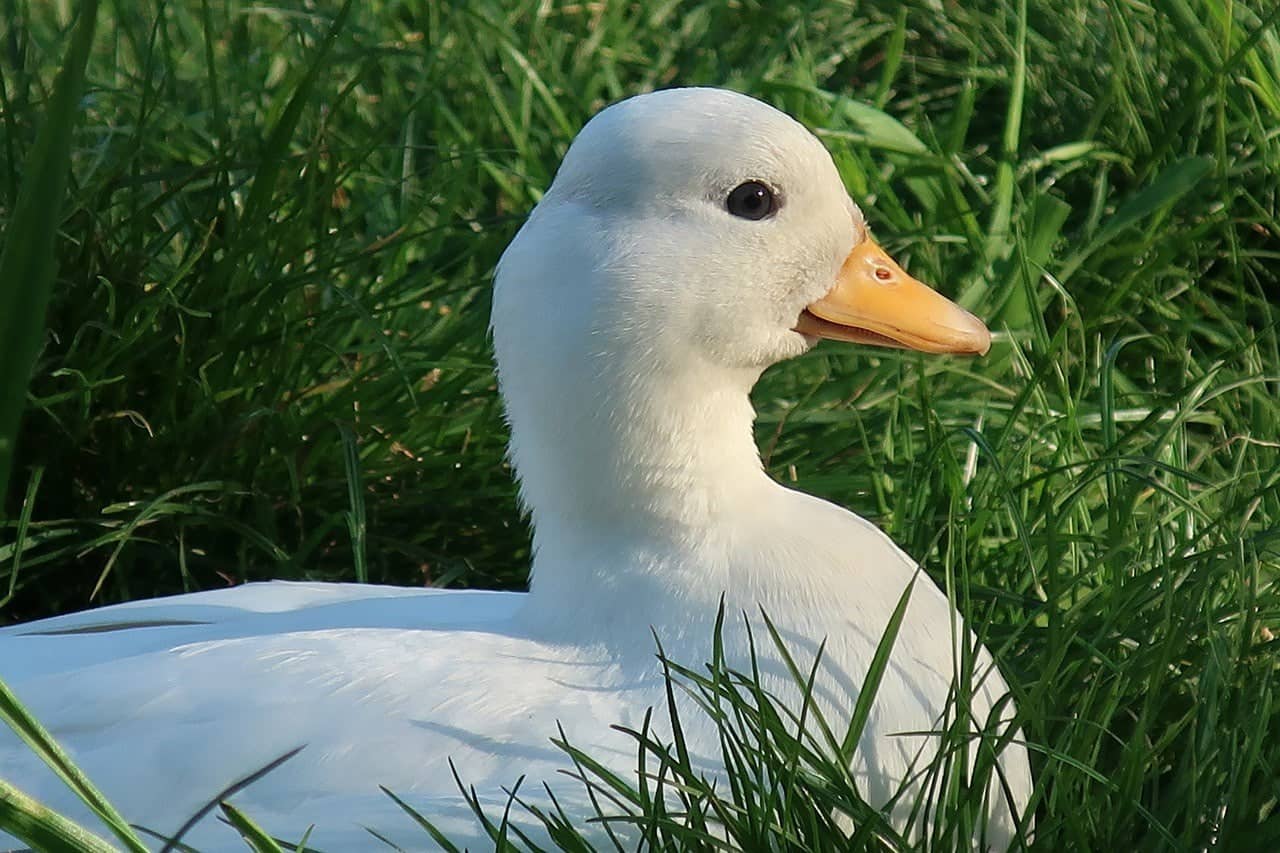 Call Duck
