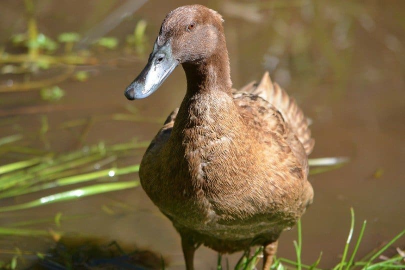 Campbell Duck