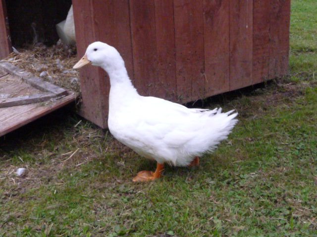 Canard de Bourbourg