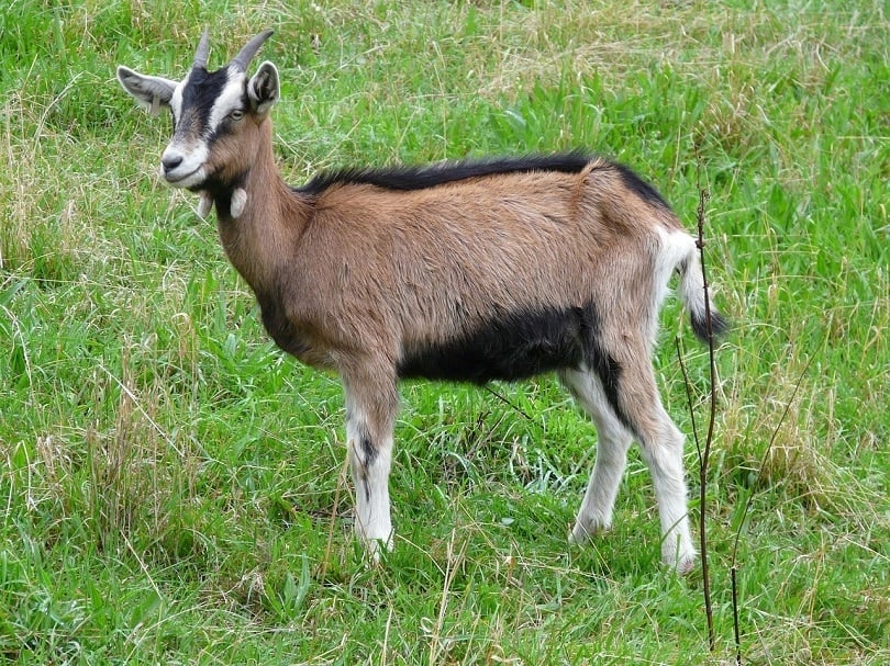 Capra aegagrus hircus-pixabay