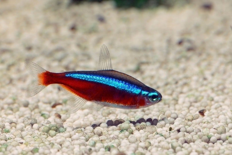 Cardinal tetra