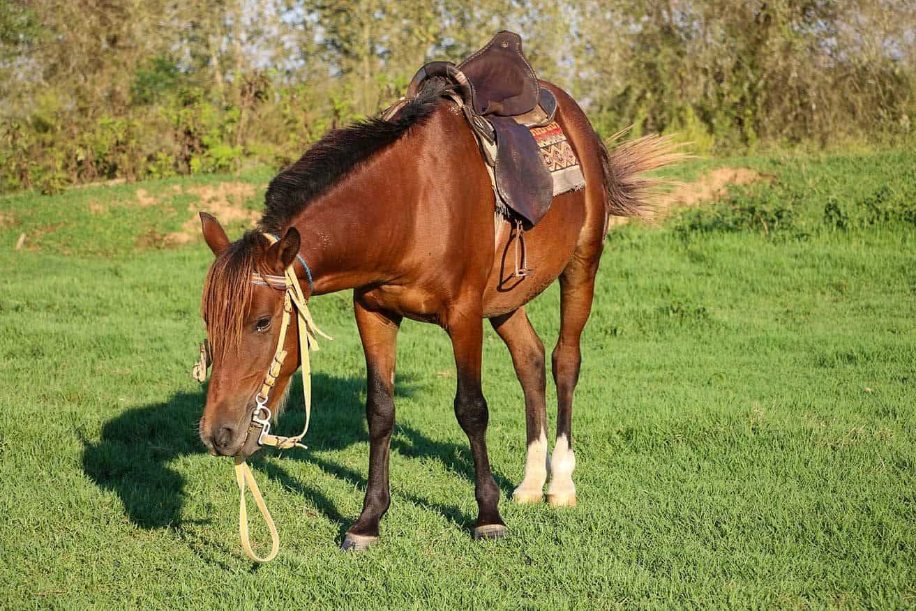 red caspian horse