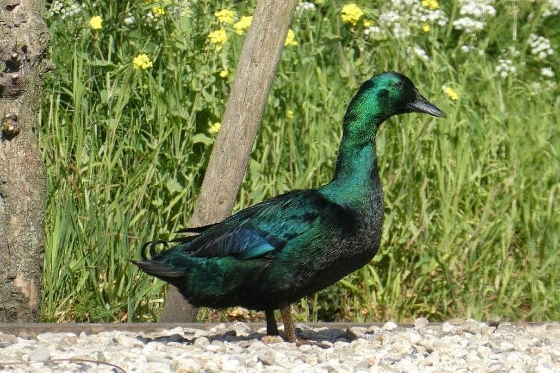 Cayuga Duck