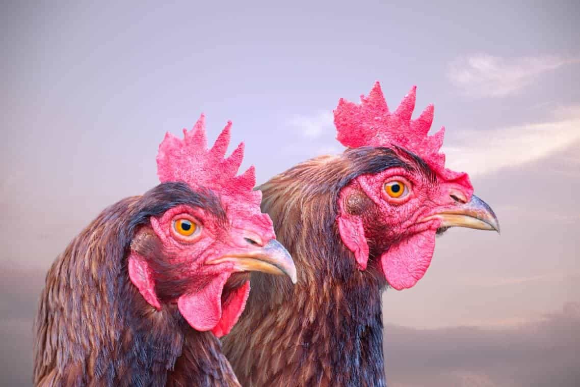 Chanticleer Chicken
