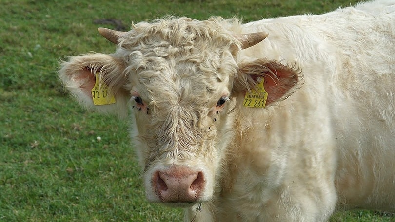 Charolais