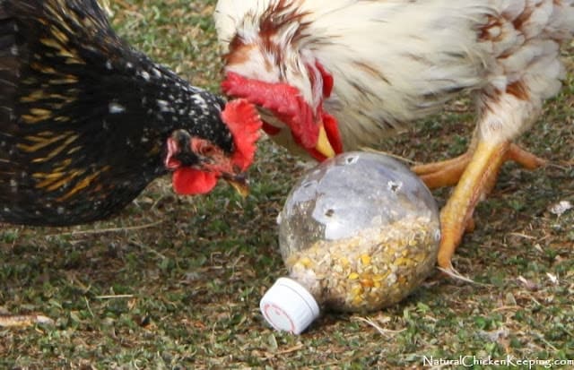 Cheep -n- Easy DIY Chicken Boredom Buster Toy1