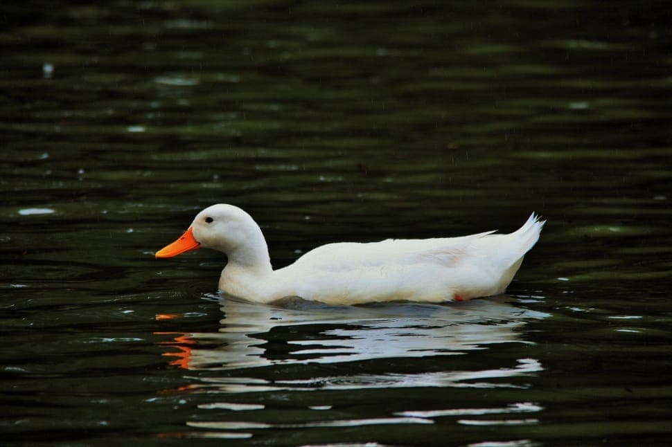 Cherry Valley duck