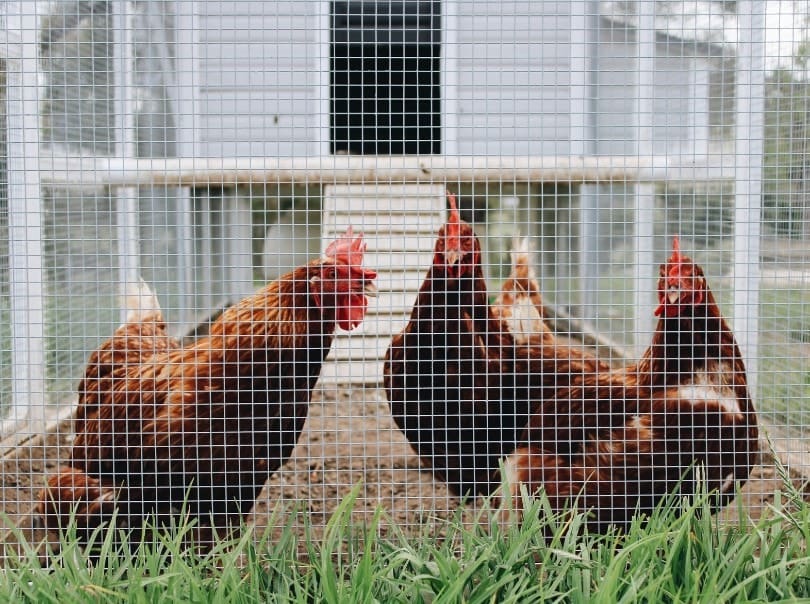 Chicken Coop
