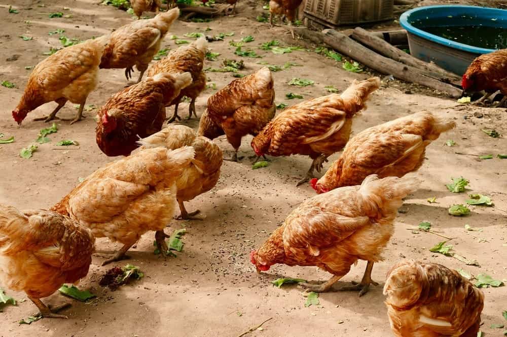 Chicken Feeding