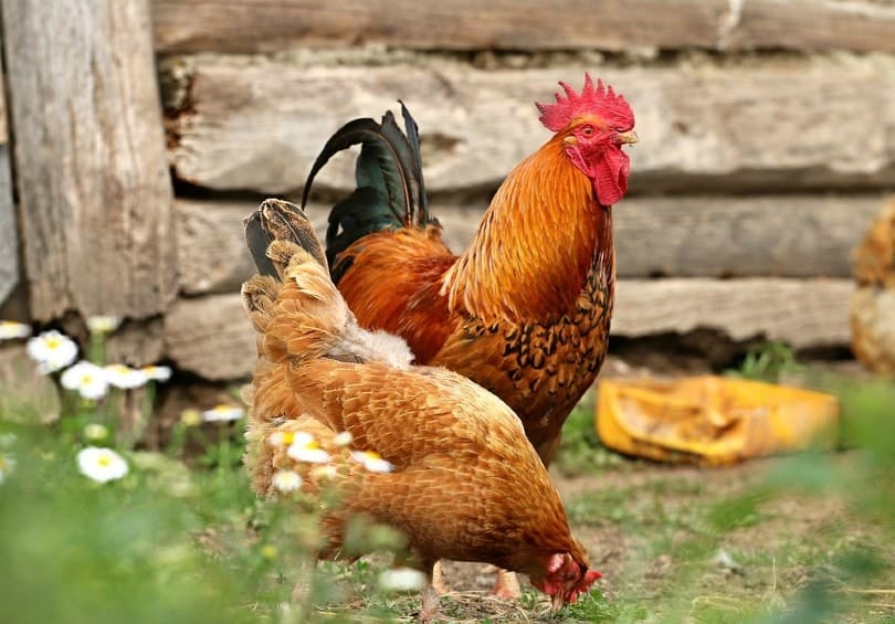 Chicken couple