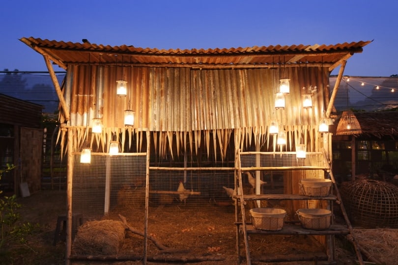 Chicken eating at night inside coop