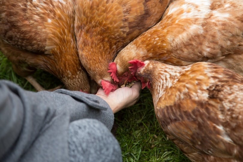 Chickens-Eating-Food_Rachel-Moon_shutterstock