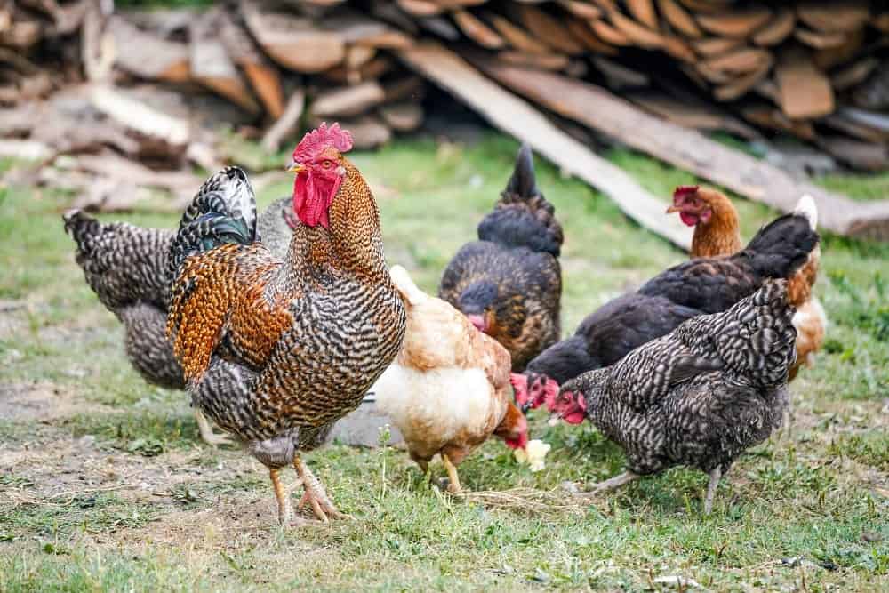 Chickens Eating