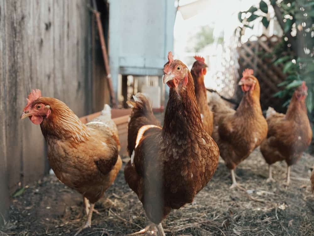 Chickens