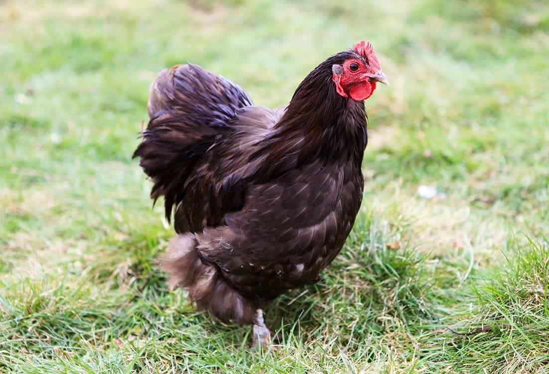 Chocolate Orpington chicken