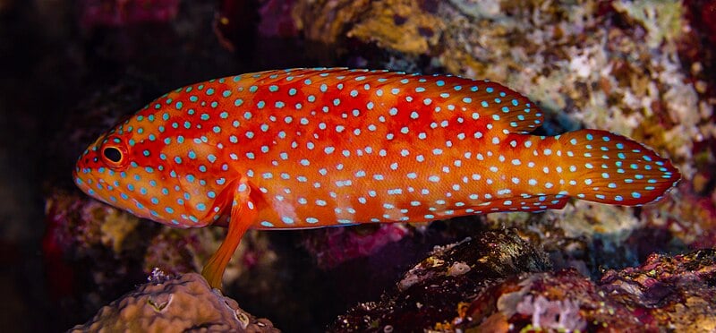 miniatus grouper fish