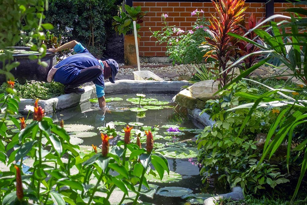 Cleaning garden pond