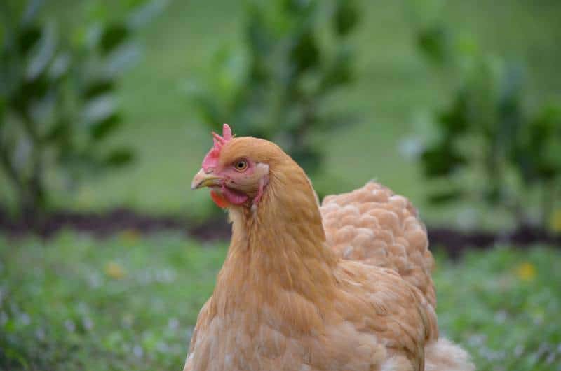 Close-up of a Cochin Bantam Chicken
