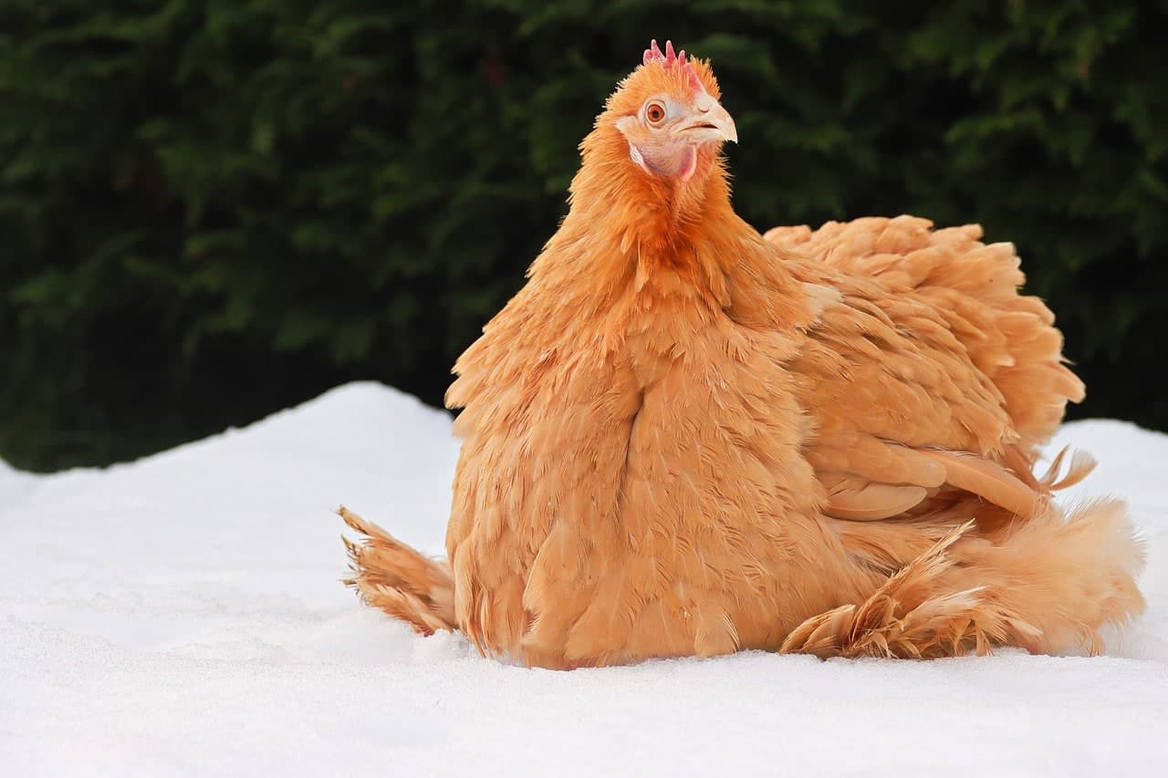 Cochin chicken