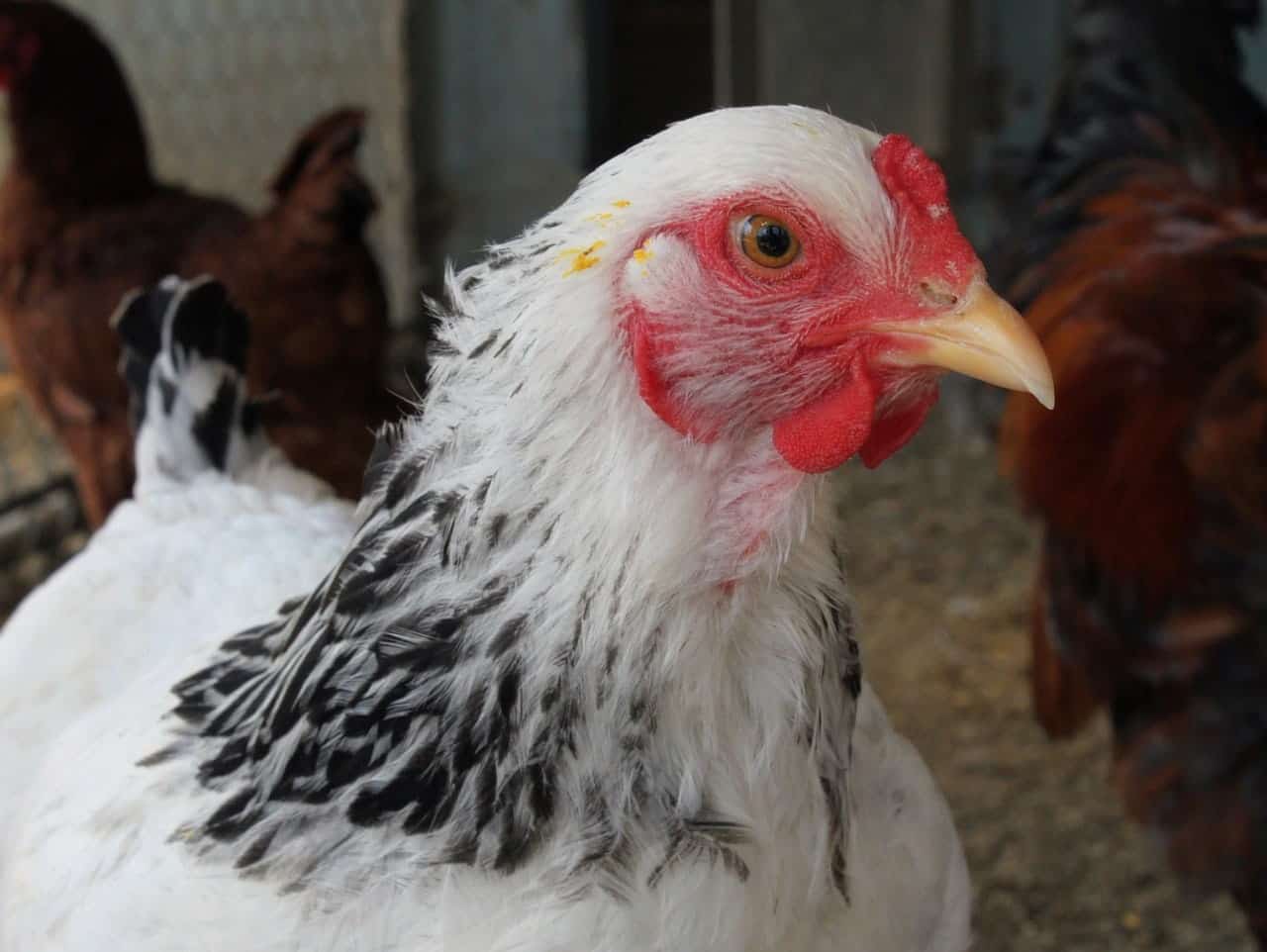 Columbian Wyandotte