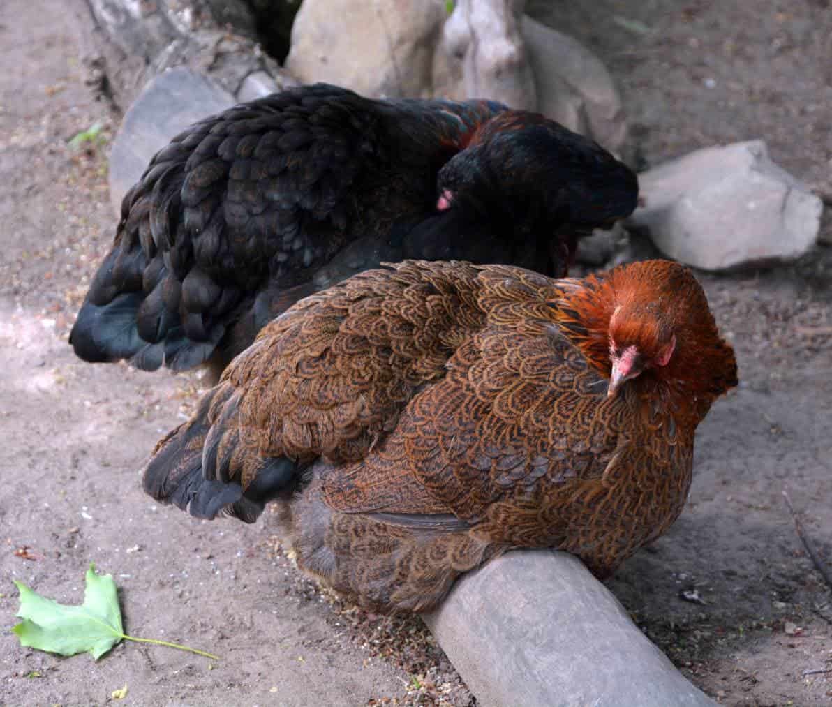Cornish Game Chicken