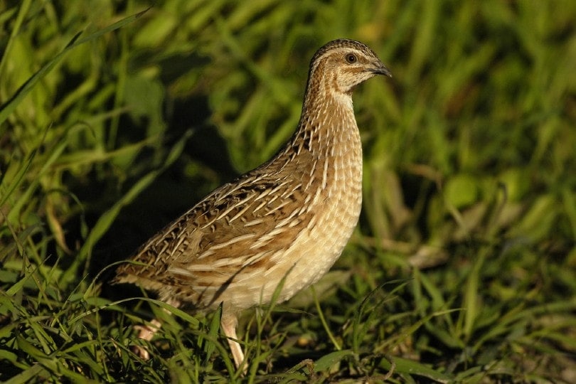 Coturnix Quail on grass