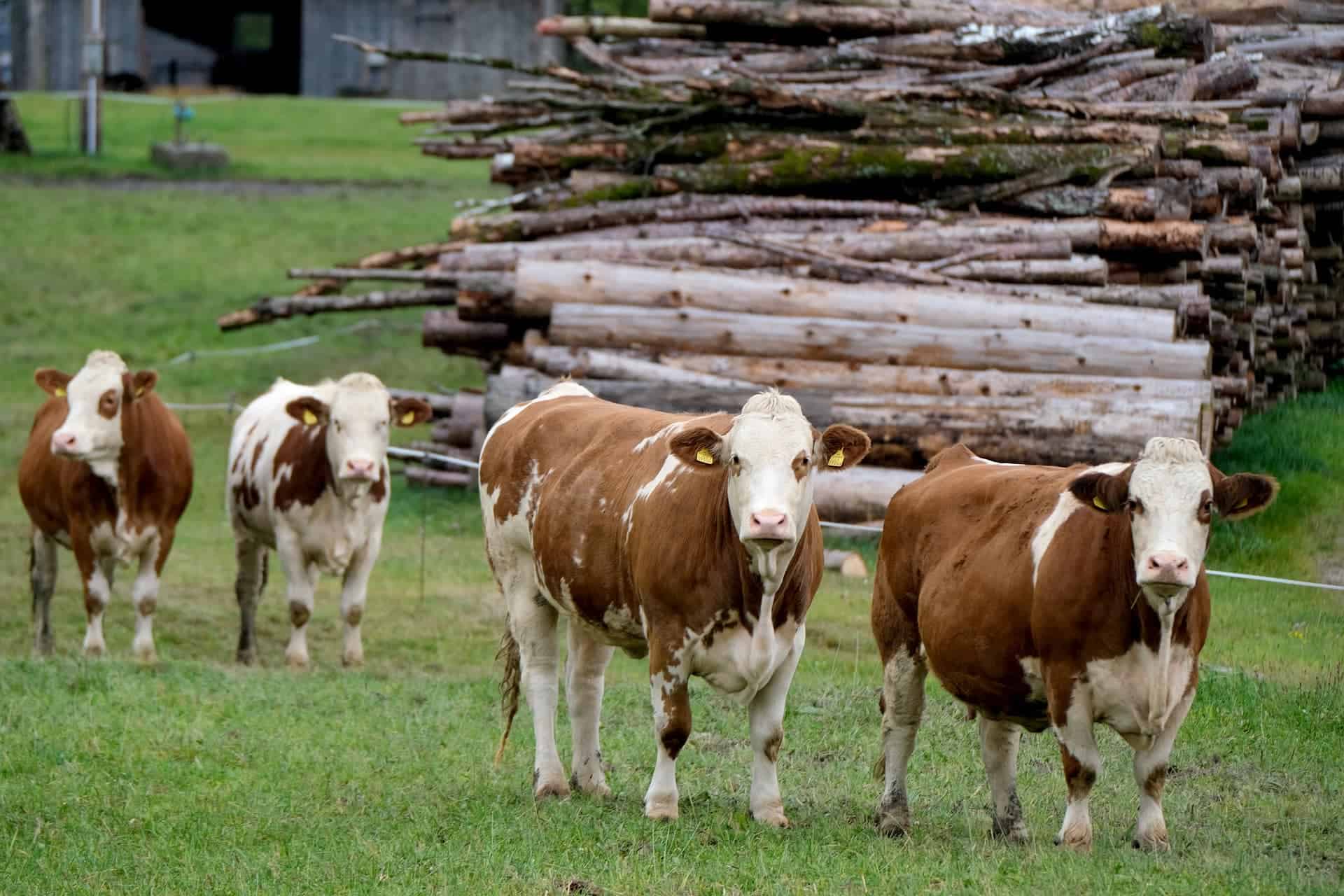 Cow house_Pixabay