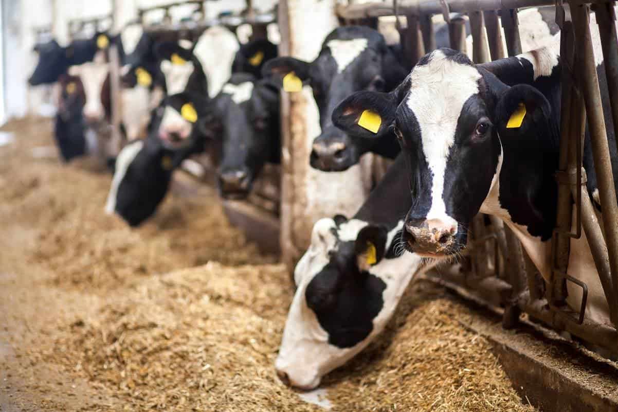 Cow on farm