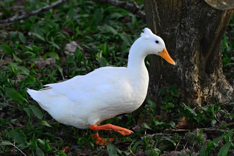 Crested Duck