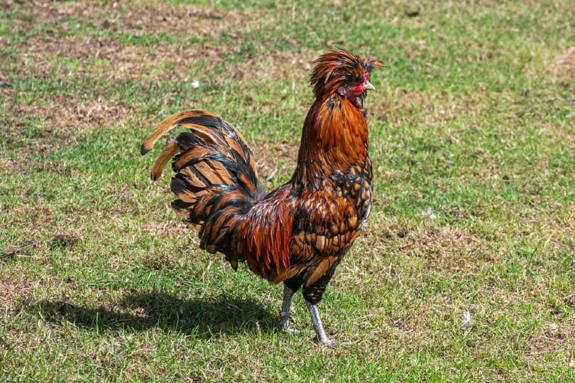 Crested golden laced polish chicken