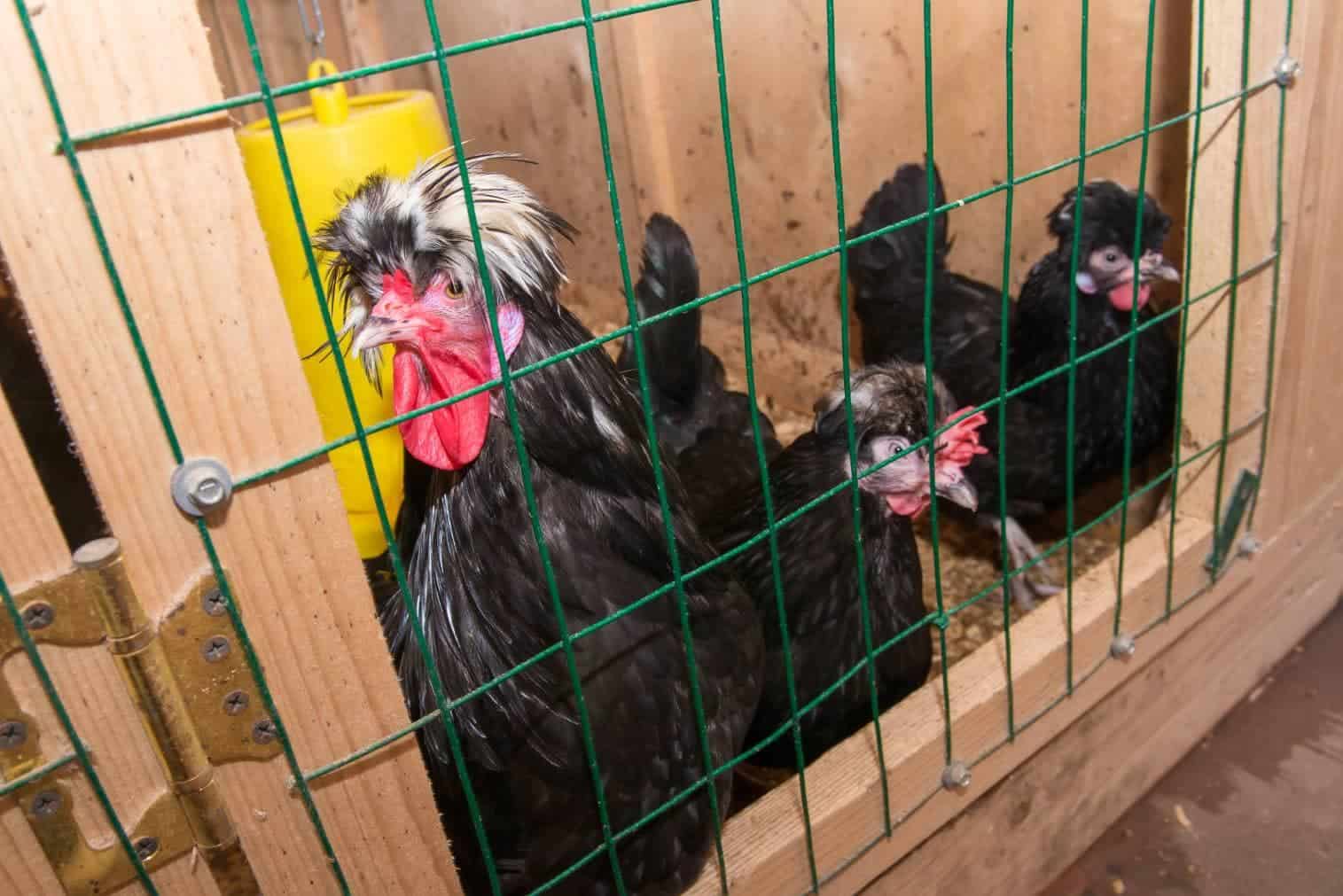 Crevecoeur Chicken
