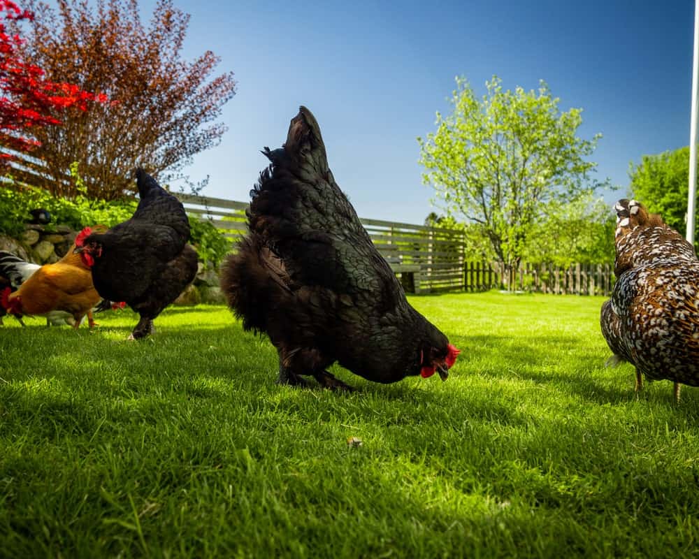 Croad Langshan Chicken