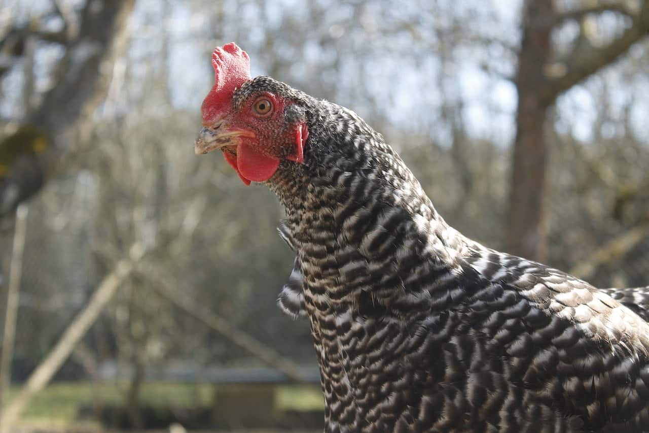 Cuckoo Marans