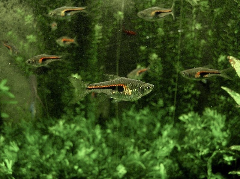 Glowlight Rasbora