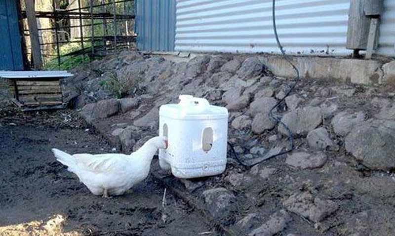 DIY Duck Waterers