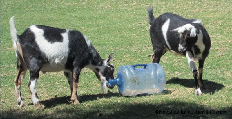 DIY Goat Toys