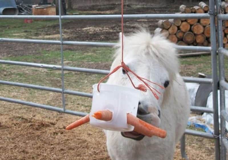 DIY Goat Toys
