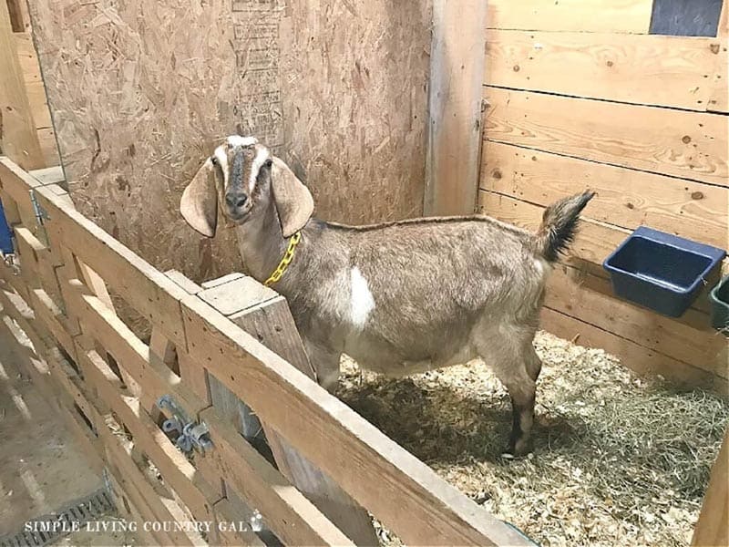 DIY Goat Toys