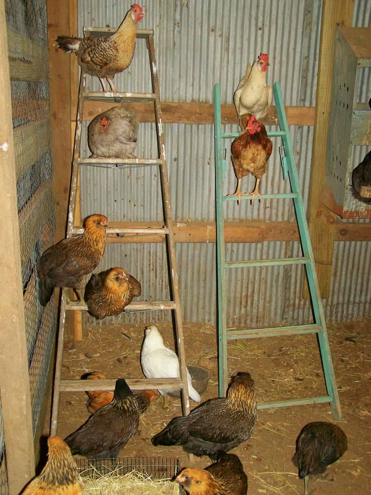 DIY Ladder Roosting Bar