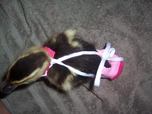 DIY Sock Duck Diaper