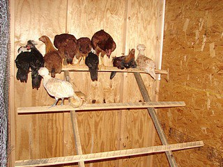 DIY Wood Slats Chicken Roost