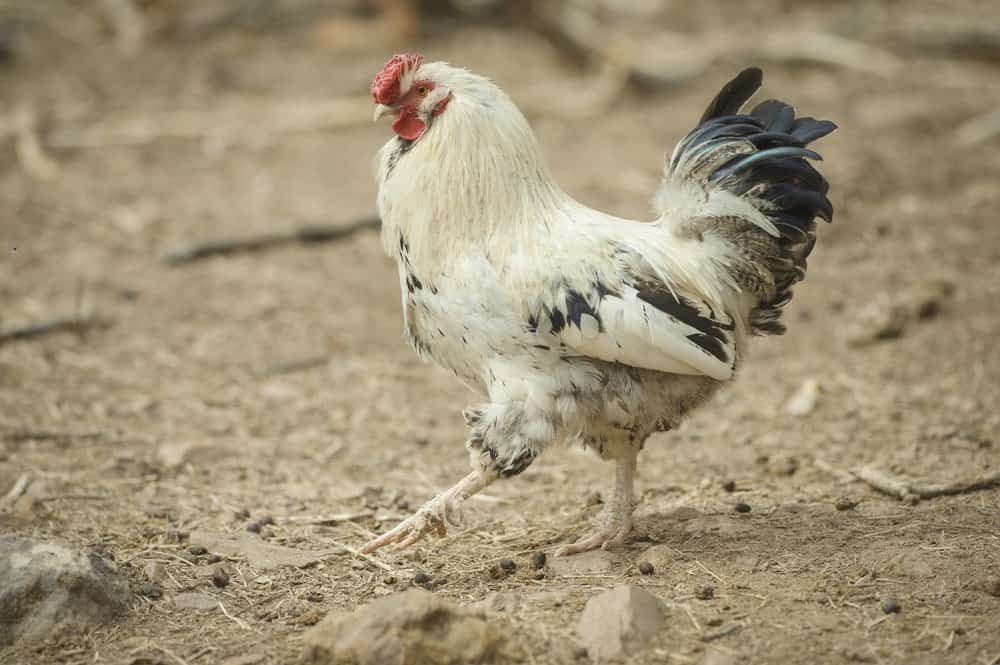 Delaware Chicken walking