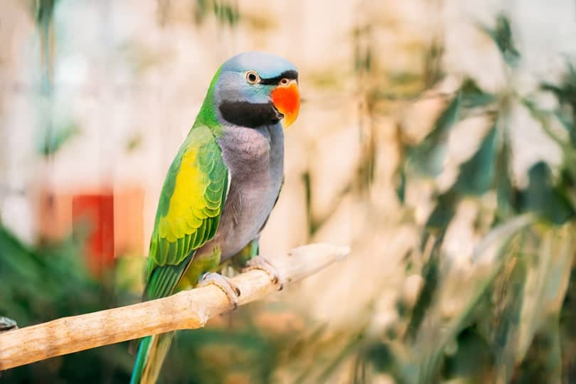 Derbyan Parakeet